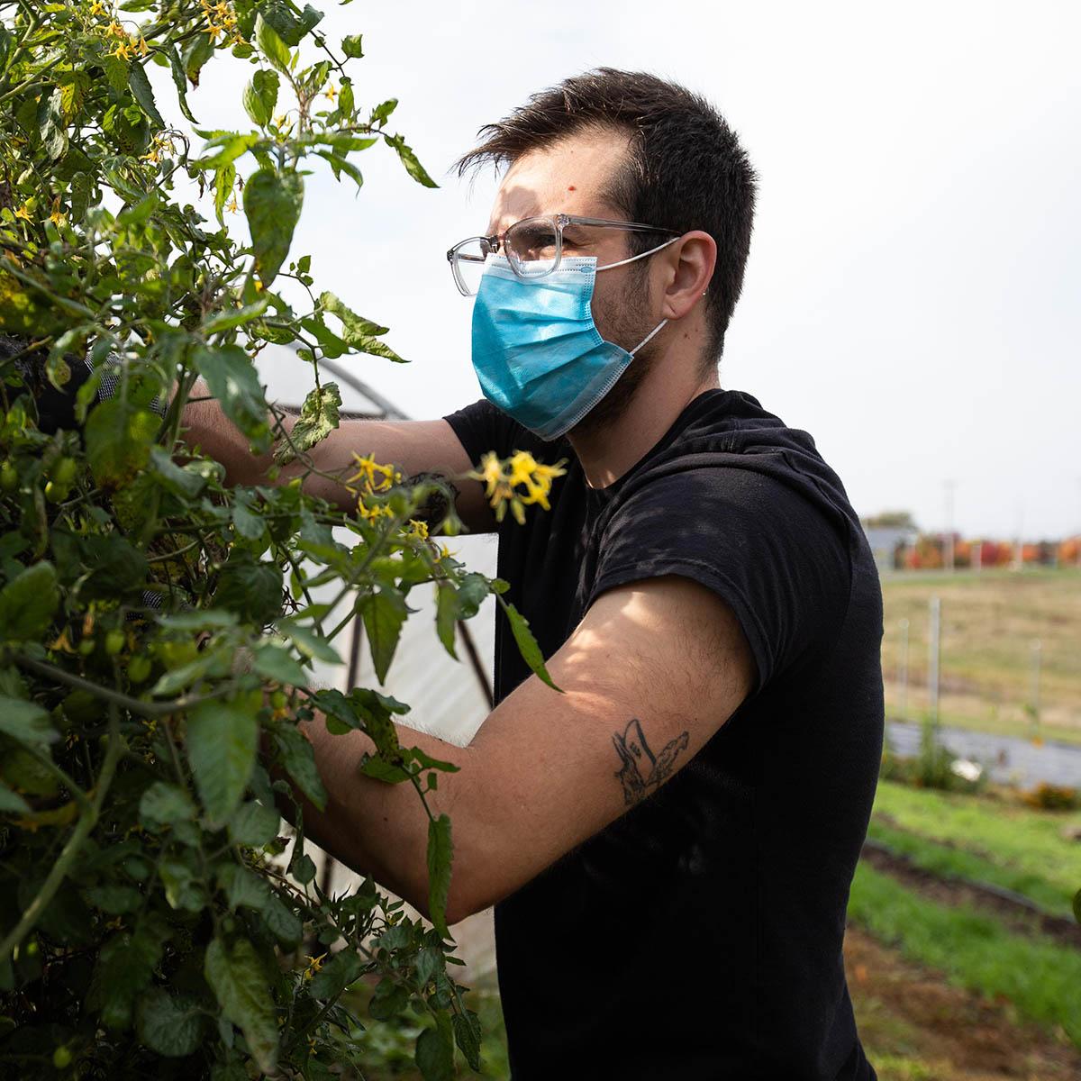Photo of a male student in glasses 和 a mask working in the agroecology garden