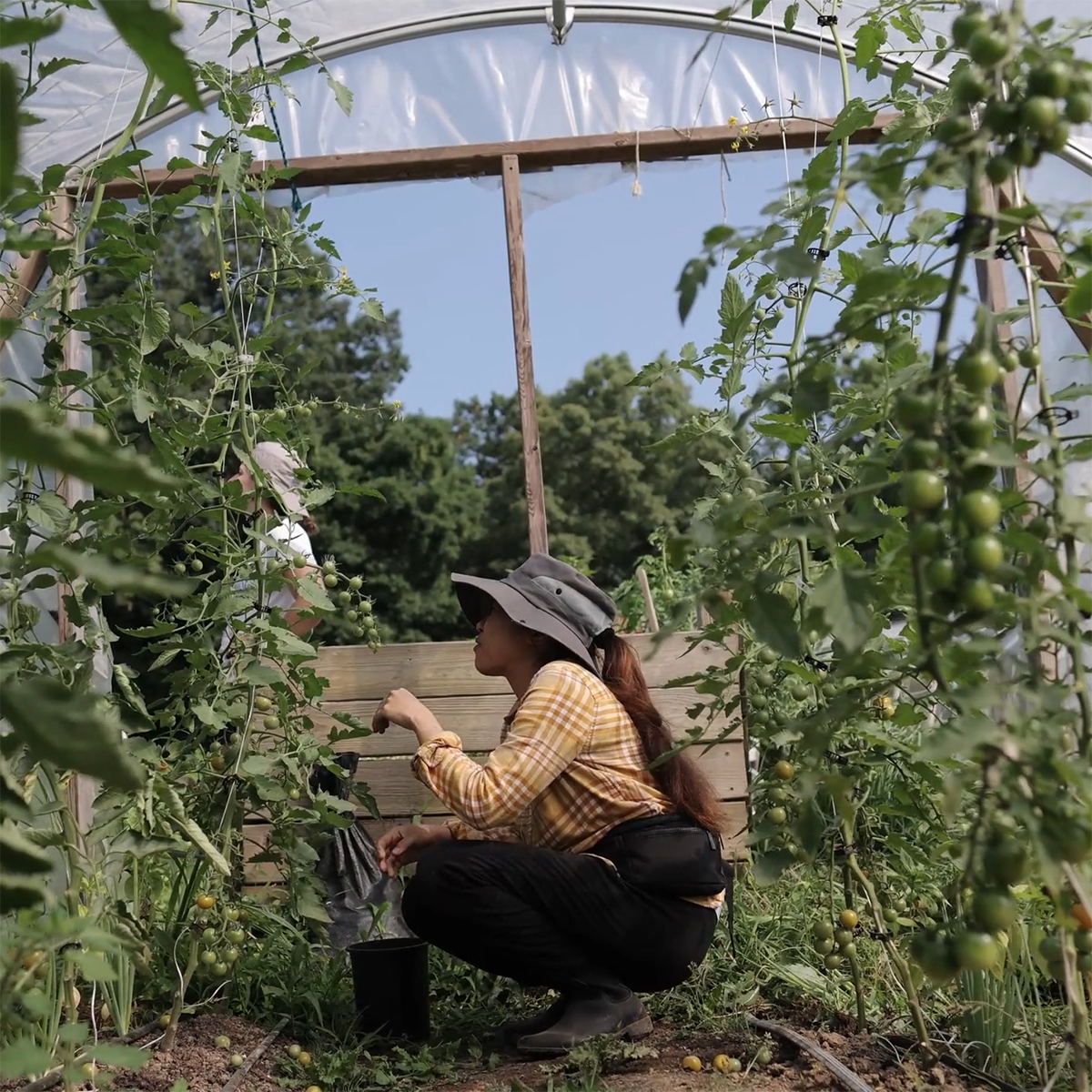 图为一名戴着园艺手套和帽子的年轻女子在温室里向一株番茄伸出手
