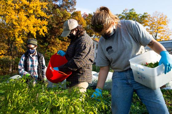 图为波胆网站的研究生们在伊甸园大厅校园的生态农业园里收割庄稼