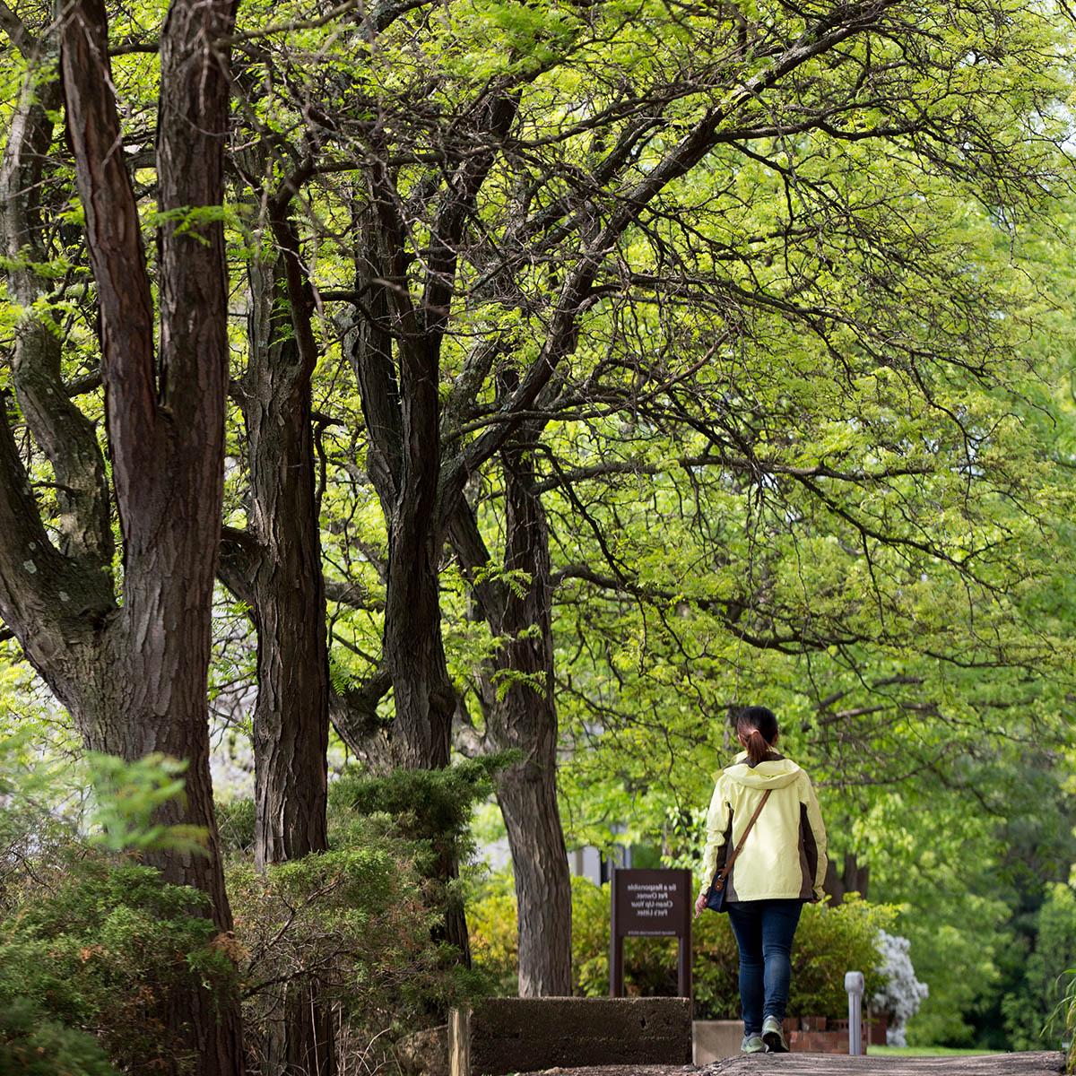 照片中，一名身穿黄色夹克的女子沿着绿树成荫的人行道离开了镜头